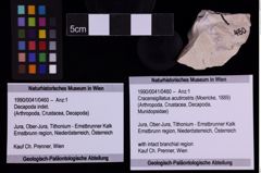 Foto (Objekt + Etiketten) von Cracensigillatus acutirostris (Moericke, 1889) (NHMW-GEO-1990-0041-0460)